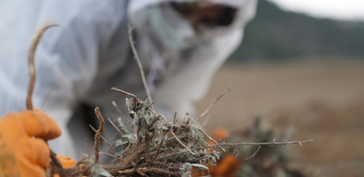 Kilyos Düğmesi ve Kum Zambağı Translokasyon Çalışması