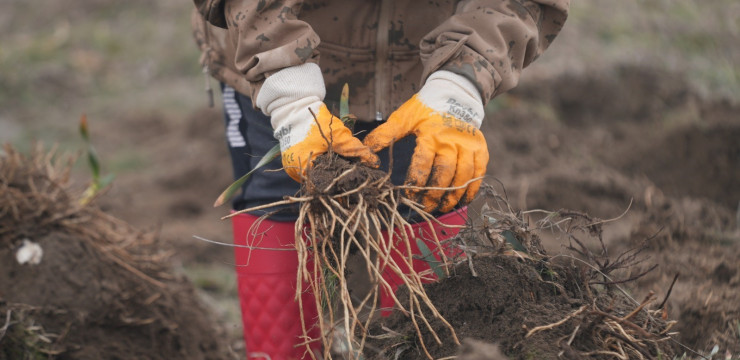 Kilyos Düğmesi ve Kum Zambağı Translokasyon Çalışması