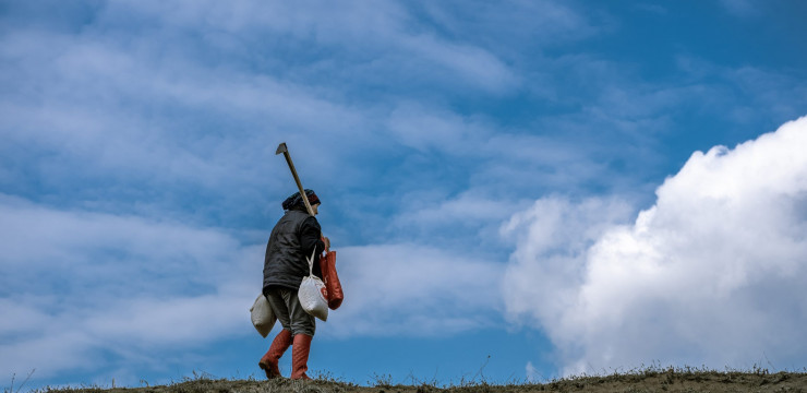 Kilyos Düğmesi ve Kum Zambağı Translokasyon Çalışması