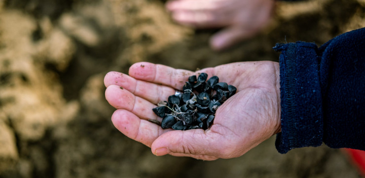 Kum Zambağı Tohumları