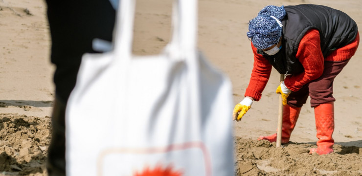 Kum Zambağı Tohumları