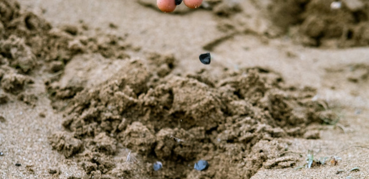 Kum Zambağı Tohumları