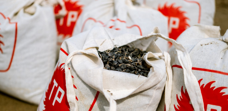 Kum Zambağı Tohumları