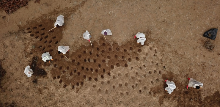 Kilyos Düğmesi ve Kum Zambağı Translokasyon Çalışması