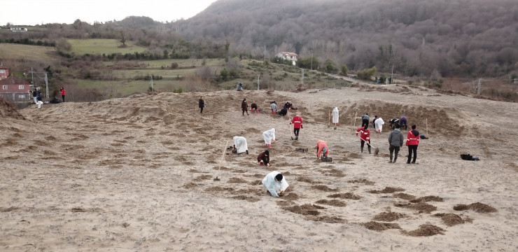 Kilyos Düğmesi ve Kum Zambağı Translokasyon Çalışması
