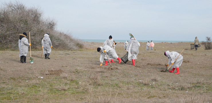 Kilyos Düğmesi ve Kum Zambağı Translokasyon Çalışması Kilyos Düğmesi ve Kum Zambağı Translokasyon Çalışması