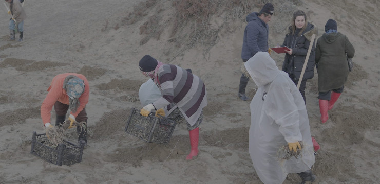 Kilyos Düğmesi ve Kum Zambağı Translokasyon Çalışması