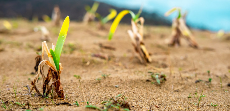 Kum Zambağı Tohumları