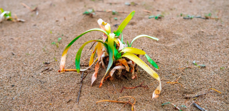 Kum Zambağı Tohumları